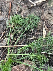 Tripleurospermum inodorum