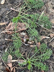 Tripleurospermum inodorum