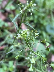 Capsella bursa-pastoris