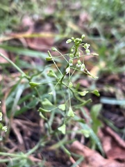Capsella bursa-pastoris