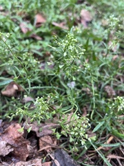 Capsella bursa-pastoris