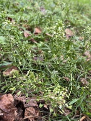 Capsella bursa-pastoris