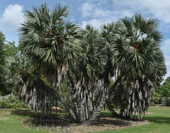 Hyphaene thebaica