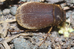 Odontria aureopilosa