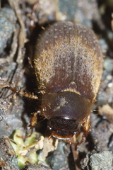 Odontria aureopilosa