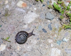 Helminthoglypta diabloensis