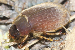 Odontria aureopilosa