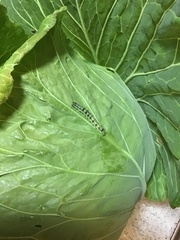 Lepidoptera