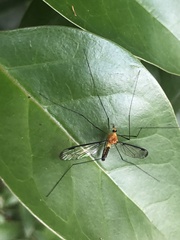 Aurotipula clara