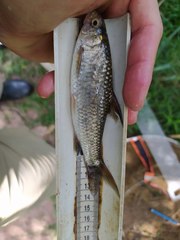 Labeobarbus natalensis