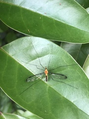 Aurotipula clara
