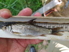 Labeobarbus natalensis