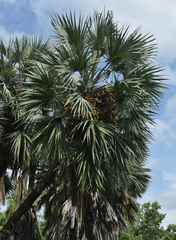 Hyphaene thebaica