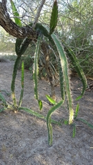 Hylocereeae
