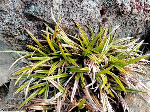 Astelia linearis
