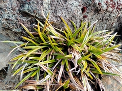 Astelia linearis