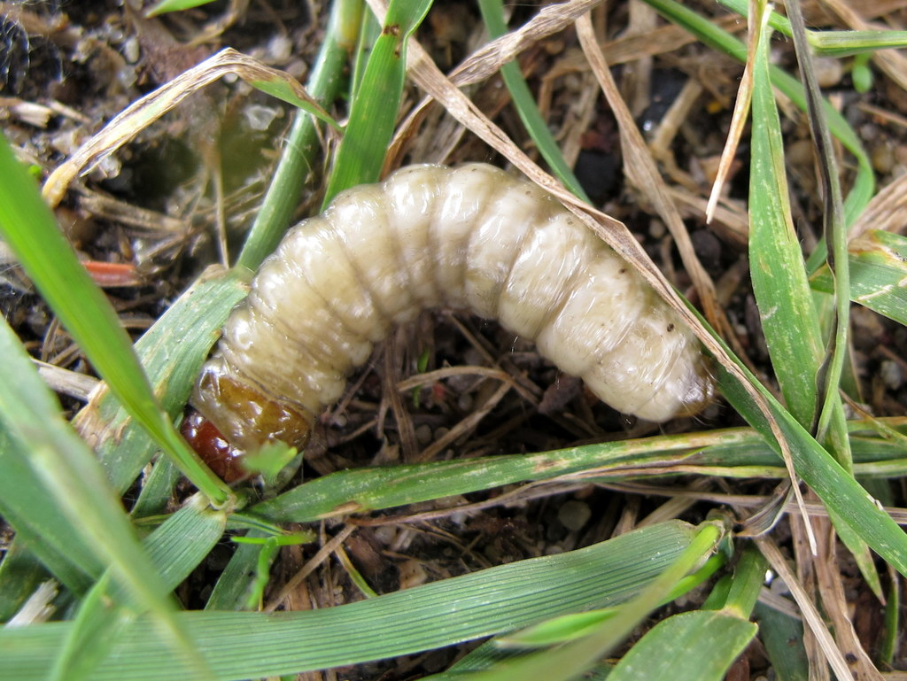 Glassy Cutworm Moth