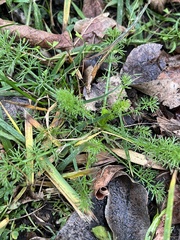 Tripleurospermum inodorum