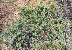 Hermannia diversistipula