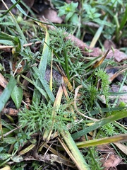 Tripleurospermum inodorum