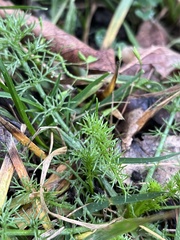 Tripleurospermum inodorum