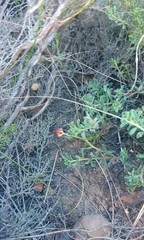 Hermannia diversistipula