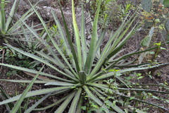 Agave univittata