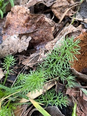 Tripleurospermum inodorum