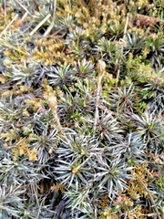 Celmisia laricifolia