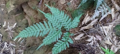 Pteris amoena