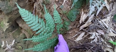Pteris amoena