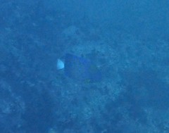 Pomacanthus annularis