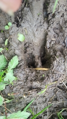 Capreolus