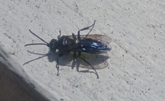 Argogorytes carbonarius