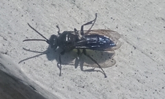 Argogorytes carbonarius