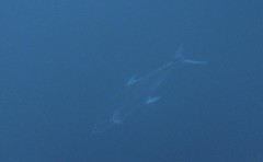 Scomberoides