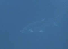 Scomberoides