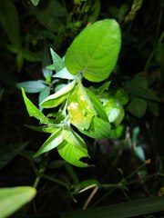 Hyperolius pusillus