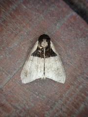 Anoba nigribasis