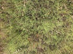 Calocephalus lacteus