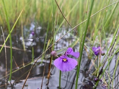 Utricularia beaugleholei