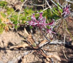 Pelargonium pilosellifolium