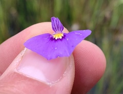 Utricularia beaugleholei