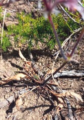 Pelargonium pilosellifolium