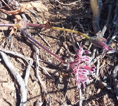 Pelargonium pilosellifolium