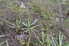 Agave univittata