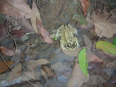 Duttaphrynus melanostictus