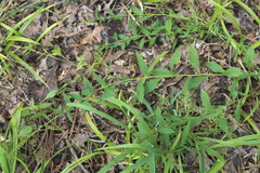 Solidago ulmifolia ulmifolia