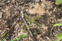 Solidago ulmifolia ulmifolia