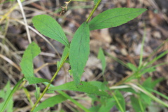 Solidago ulmifolia ulmifolia
